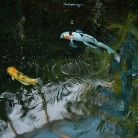 Koi in a pond 03 by Flees Photos