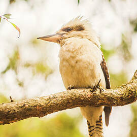Kookaburra and the old gum tree by Jorgo Photography