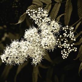Lace-like inflorescence by Tatiana Travelways