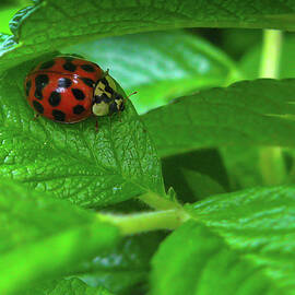 Ladybug Hidden Among Green Leaves by Tatiana Travelways