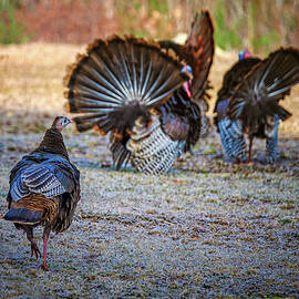 Lady's Choice.  by Jeff Sinon