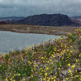 Lake Flowers by Matt Halvorson