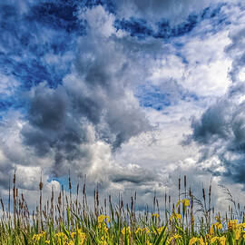 Lakeside Wetlands Seattle Washington by Tommy Farnsworth