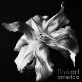 Lament of the Lily by Dodie Ross