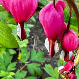 Lamprocapnos Spectabilis in Bloom by Travel Essayist