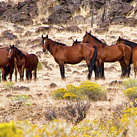 Large wild horse herd Nevada among yellow flowers by Waterdancer