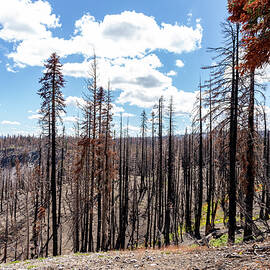 Lassen National Park Forrest Fire by Ed Clark