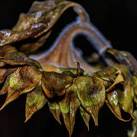 Last days of a Sunflower by Louis Dallara