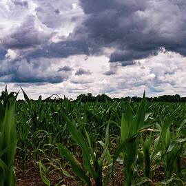 late june corn field before the storm 01 by Flees Photos