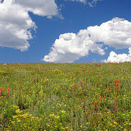 Late Summer Wildflowers Northern New Mexico by Mary Lee Dereske