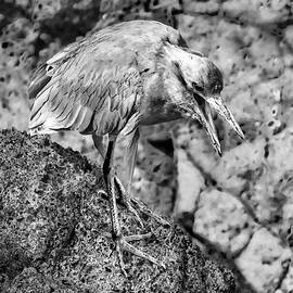 Lava Heron Perched on Rocky Surface by Bruce Block