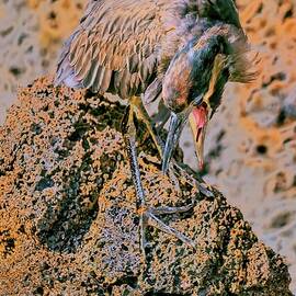 Lava Heron Preening on a Rocky Outcrop by Bruce Block