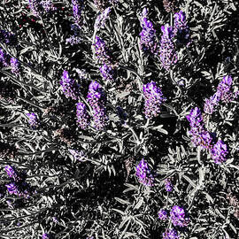 Lavender fields by Jorgo Photography