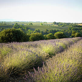 Lavender Fields of Provence by Charnwood Photography Fine Art