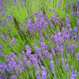 Lavender in June by Mary Lee Dereske