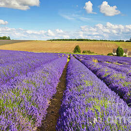 Lavender rows at Snowshill Farm, The Cotswolds, England by Neale And Judith Clark