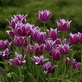 Lavender Tulip Cascade by Deb Beausoleil