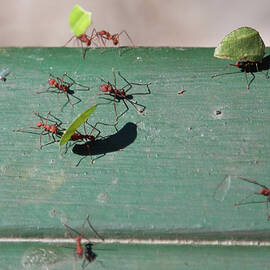 Leafcutter ants, Panama by Tatiana Travelways