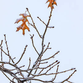 Leaves of Last Fall by Kelley King