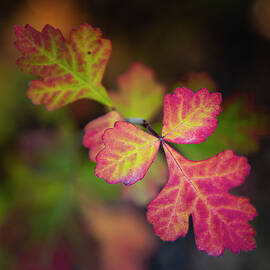 Leaves of Three - 4x5 by Mike Lee
