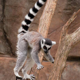 lemur landing by Flees Photos