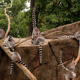 lemurs frolicking 001 by Flees Photos