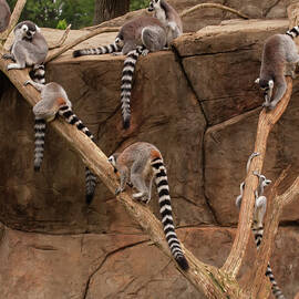 lemurs frolicking 2 by Flees Photos