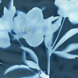 Lenten Rose Plant by Elizabeth Reich