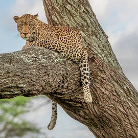 Leopard of the Serengeti by Marcy Wielfaert