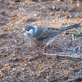 Leucistic Dark-eyed Junco by Mary Lee Dereske