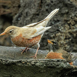 Leucistic Robin by Tim Lyden