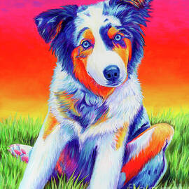 Lexi the Blue Merle Australian Shepherd by Rebecca Wang