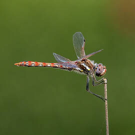 Libellulidae by Joe Schofield