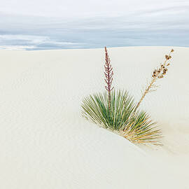Life Among the Dunes by Kevin Schwalbe