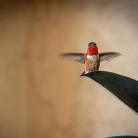 Life is a Balance by Joe Schofield