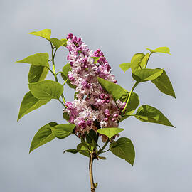  Lilac Blossom by Shirley Mitchell