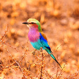 Lilac breasted roller by Bruce Block
