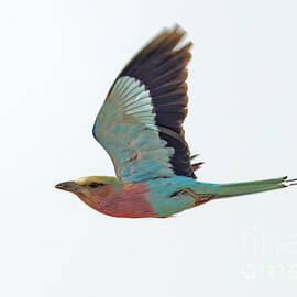 Lilac-breasted Roller in Flight by Natural Focal Point Photography