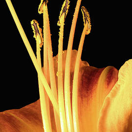 Lily Detail by Steven Nelson