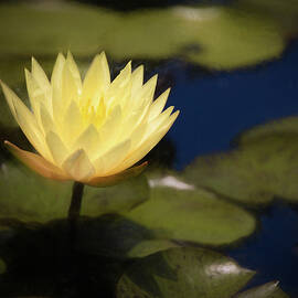 Lily For Monet by Dodie Ross