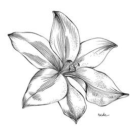 Lily I by Catherine Bede