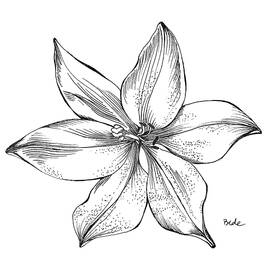 Lily II by Catherine Bede