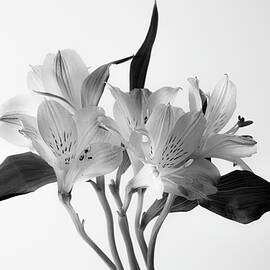 Lily in Luminance by Dodie Ross