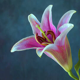 Lily Love by Maryanne Keeling