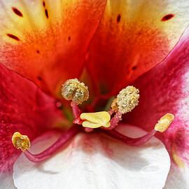 Lily of the Incas by KJ Swan