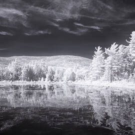 Lily Pond #3415 by Dan Beauvais