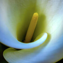 Lily by Tommy Farnsworth