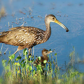 Limpkin 1A by Sally Fuller