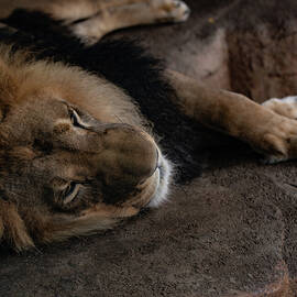 lion 002 by Flees Photos