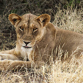 Lion 20A by Sally Fuller